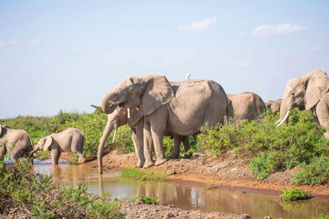 Nairobi: Dagsutflykt till Amboseli nationalpark med Masai Village