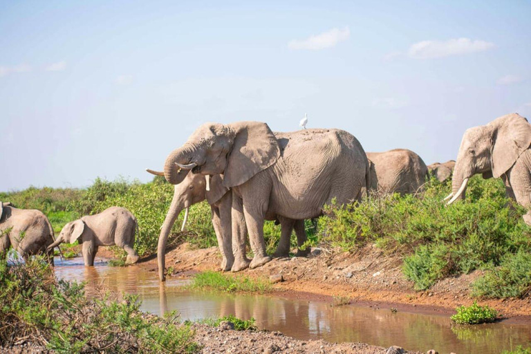 Nairobi: Amboseli National Park Tagestour mit Masai Dorf