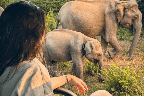 Von Trincomalee - Nilaweli : Minneriya Kaudulla Safari