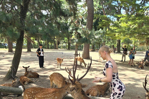 3 dias de tour particular guiado em inglês por OSAKA, KYOTO e NARA,