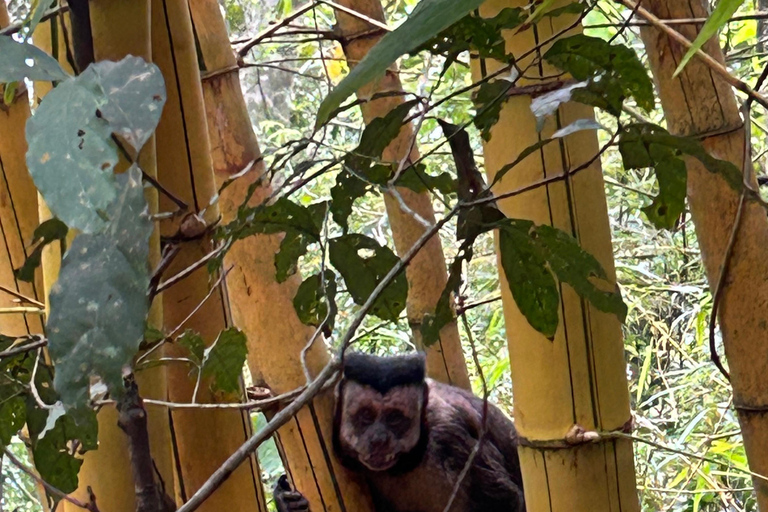 Rio de Janeiro: Pedra Bonita Hike and Paradise Beach Rio de Janeiro: Pedra Bonita Hike and Paradisíaca Beach