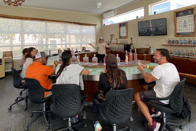 Paracas e Huacachina: Ilhas, Dune Buggy e Piquenique ao Pôr do SolParacas e Huacachina: Ilhas, Buggy nas Dunas e Piquenique ao Pôr do Sol