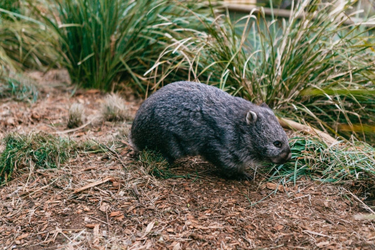 Bonorong Wildlife Sanctuary Wycieczka jednodniowa z Hobart