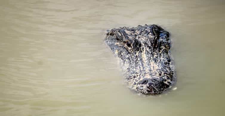From Miami: Everglades Airboat Gator Spotting Tour photo 20