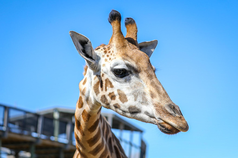 Sydney: Inträdesbiljett till Sydney Zoo