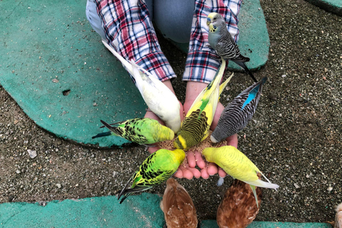 Penang: Balik Pulau Batik Painting &amp; Mini Zoo Petting