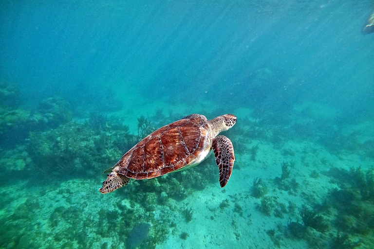 Baie d'Akumal : Cénotes et plongée en apnée avec les tortuesPrise en charge à Tulum