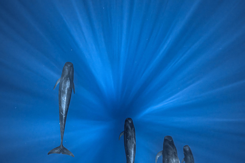 Moorea Shared Boat Tour Whale Swimming and Snorkeling Moorea 4H Shared Boat Tour Whale Swimming and Snorkeling