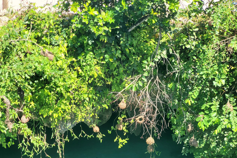 Zanzibar: Jozani forest, Reptile park and Salaam cave tour Private tour with Hotel pick up and drop-off included.