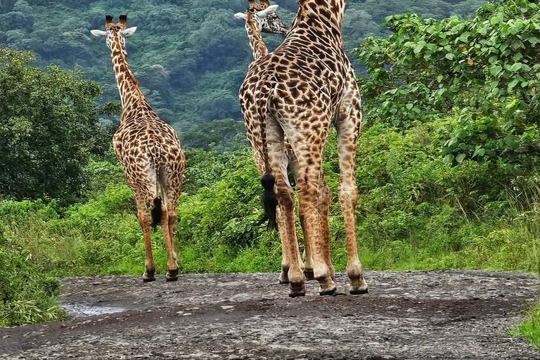 Arusha: escursione di un giorno al Parco Nazionale di Arusha con fotosafari