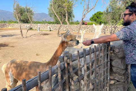 Vinprovning på Casablanca - 4 vingårdar och lunch på TaninoCasablanca med provsmakning på 3 vingårdar och lunch på Tanino