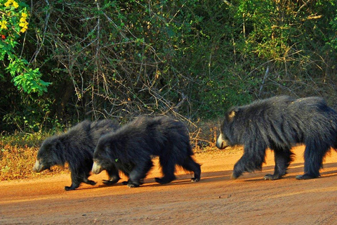 Yala National Park: Entrance Ticket