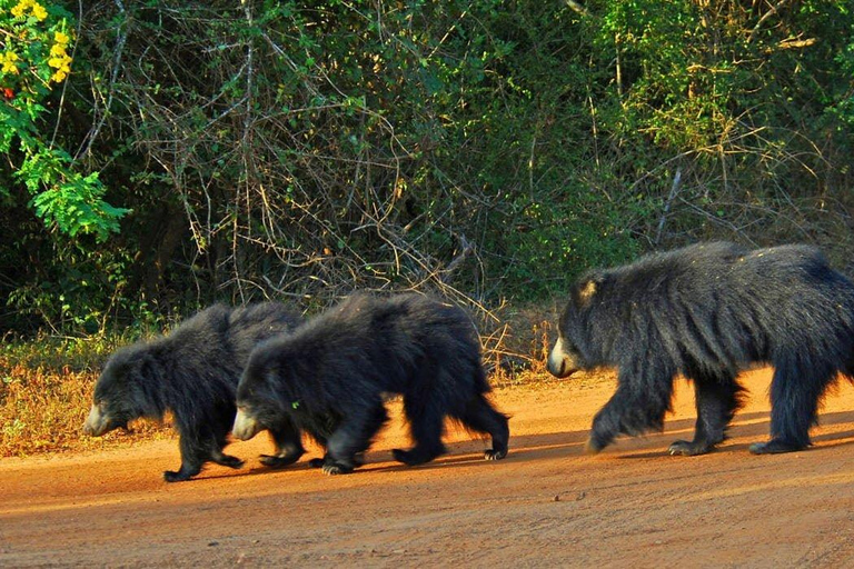 Yala National Park: Entrance Ticket