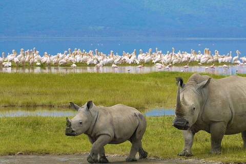 Nairobi: Lake Nakuru Kayak Tour with Game Drive & Pickup
