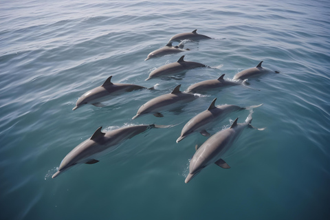 Hurghada: Dolphin & Coral Reef Snorkeling Tour with Lunch Boat, Snorkeling, Lunch with Private Transfer