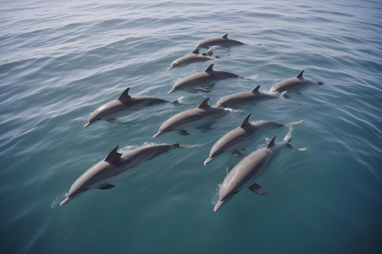 Plongée dans le lagon d&#039;El Gouna et plongée avec les dauphins, avec déjeuner