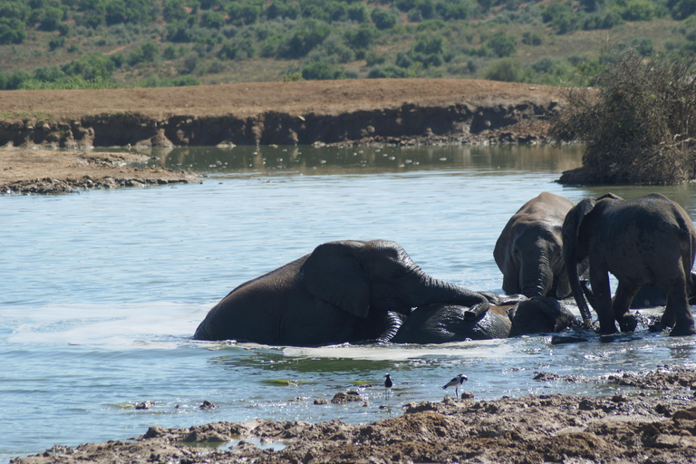 Addo Elephant National Park: Half-Day Safari with Guide