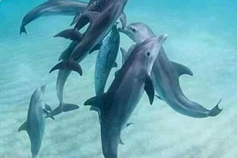 Wyspa Mnemba: półdniowa wycieczka łodzią z pływaniem z delfinami i nurkowaniem z rurkąPrywatna wyspa Mnemba – nurkowanie z rurką i pływanie z delfinami