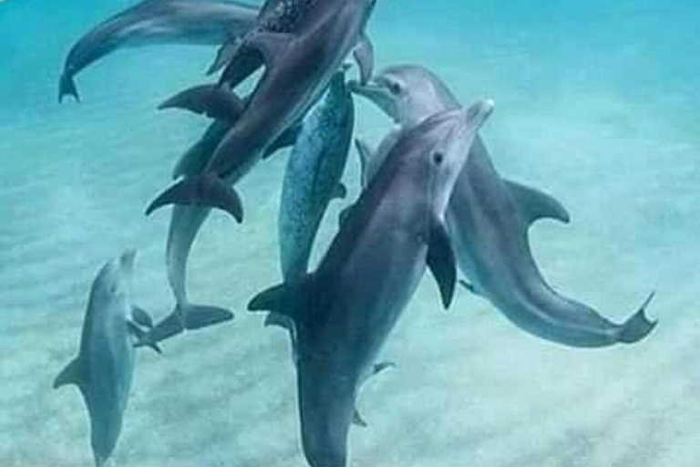 Wyspa Mnemba: półdniowa wycieczka łodzią z pływaniem z delfinami i nurkowaniem z rurkąPrywatna wyspa Mnemba – nurkowanie z rurką i pływanie z delfinami