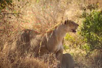 2 Tage Wunder in Tarangire NP und Ngorongoro Crater - Housity