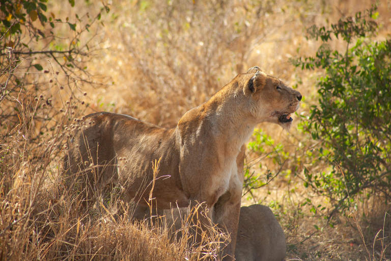 6 - Days Northern Serengeti Wildebeest Migration safari Serengeti Wildebeest Migration safari adventure