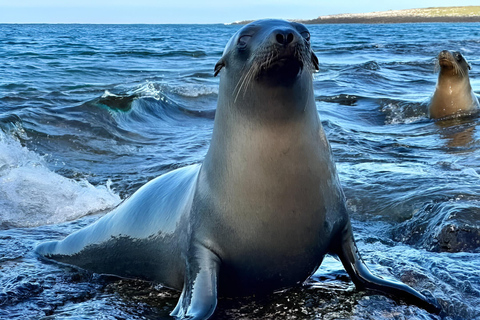 3 visites d&#039;une jounée dans l&#039;archipel des Galápagos