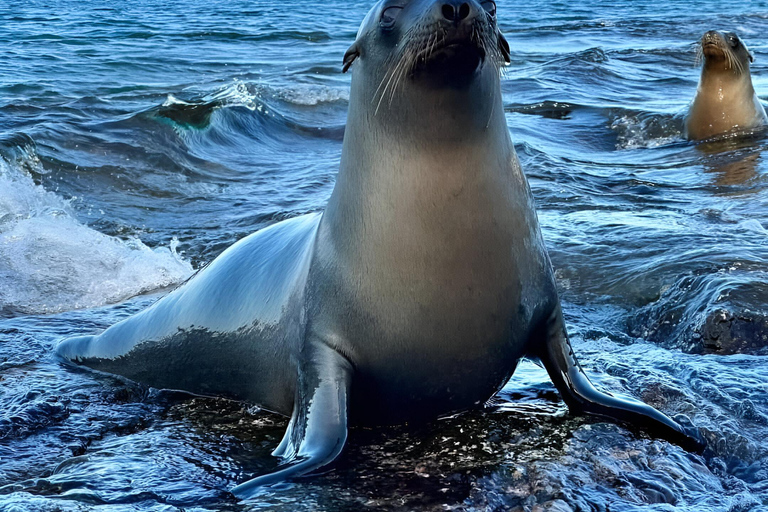 3 visites d&#039;une jounée dans l&#039;archipel des Galápagos