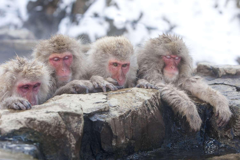 Nagano : Singes des neiges, temple Zenkoji et saké - visite privée d'une journéeExcursion d'une journée aux singes des neiges, au temple Zenkoji et au saké