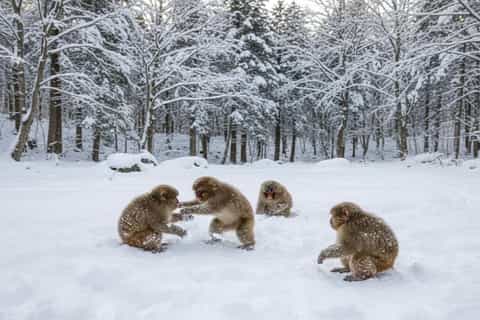 Hakuba : excursion privée aux singes des neiges et escapade alpine