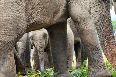 Chiang Mai : Nouvelle maison des éléphants Programme de soins aux éléphantsAvec transfert depuis la ville de Chiang Mai