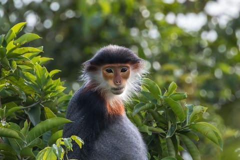 From Ninh Binh: Cuc Phuong National Park 2-Day Tour - Image 2