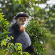 From Ninh Binh: Cuc Phuong National Park 2-Day Tour From Ninh Binh: Cuc Phuong National Park 2-Day Tour