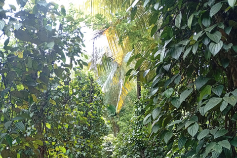 Kandy: Full-Day Tuk-Tuk Tour with Temples & Gardens by Local