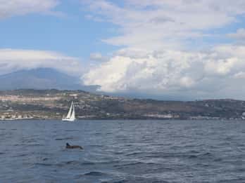 Catania: Dolphin Monitoring Sailing Experience with Marecamp