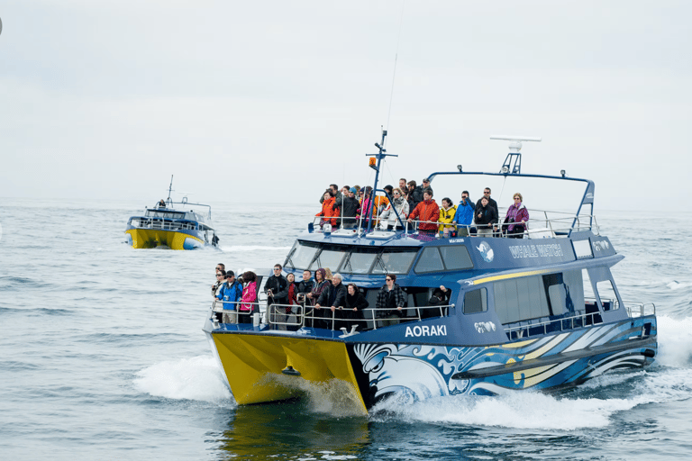 Christchurch: Kaikoura Whale Watching Day Tour