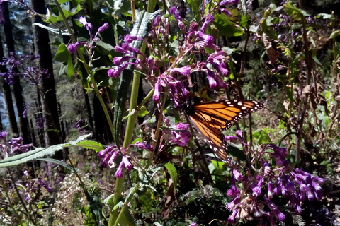 Sierra Chincua and Tlalpujahua: Monarch Butterflies and a Magical Town
