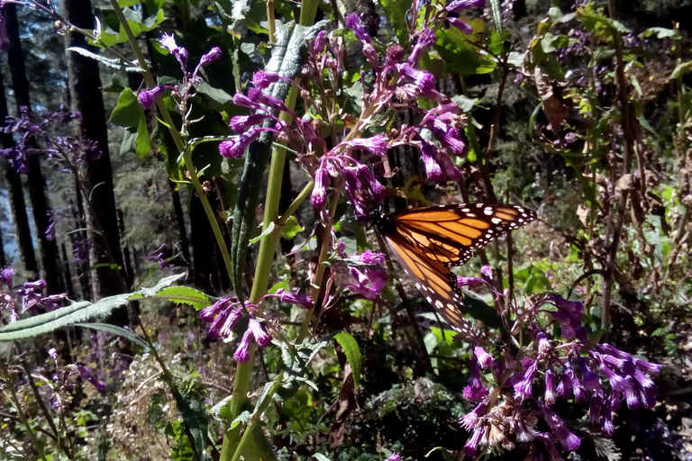 Sierra Chincua and Tlalpujahua: Monarch Butterflies and a Magical Town