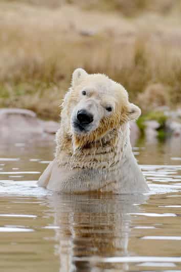 Kingussie: Highland Wildlife Park Entry Ticket