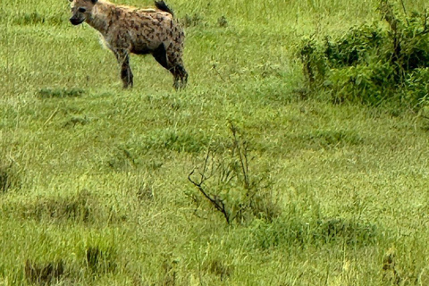 Nairobi: 3-Day epic trip to Maasai Mara Reserve with meals 3 days, 2 nights private safari to Mara in a tourist VAN
