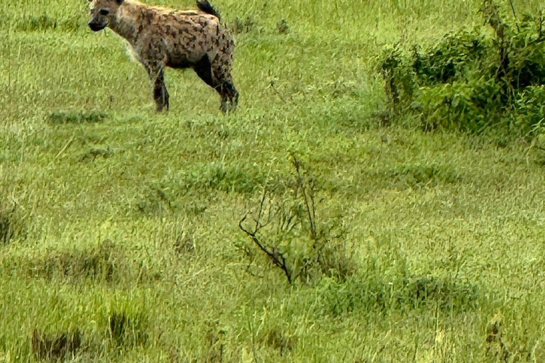Nairobi: 3-Day epic trip to Maasai Mara Reserve with meals 3 days, 2 nights private safari to Mara in a tourist VAN