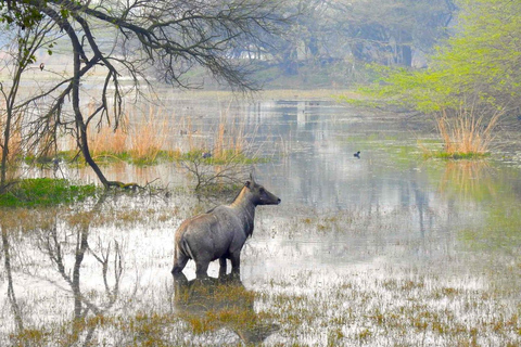 Desde Nueva Delhi: Excursión de un día en coche al Parque Nacional de Sultanpur