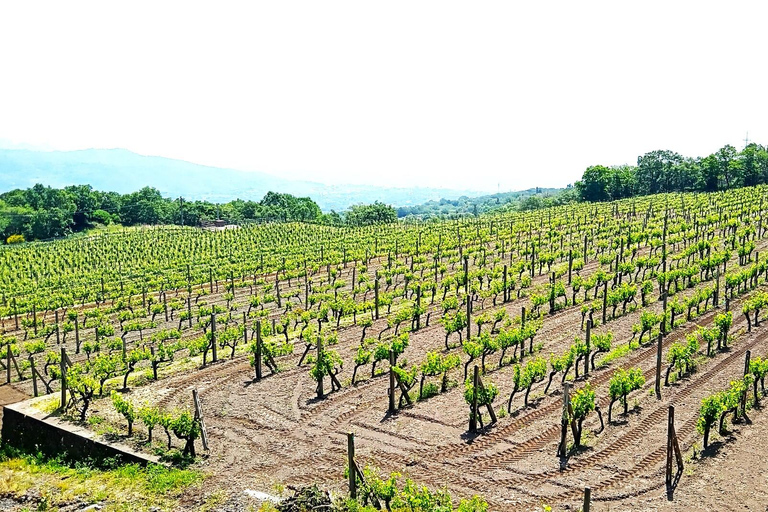 Från Taormina: Rundtur på Etna med matupplevelse och vinprovning