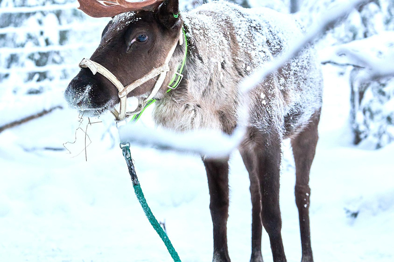 Levi: Reindeer Sleigh Ride 600m in Enchanting Forest