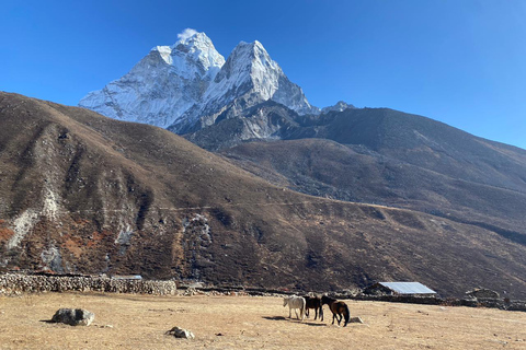 Trek rapide du camp de base de l'Everest - 9 jours