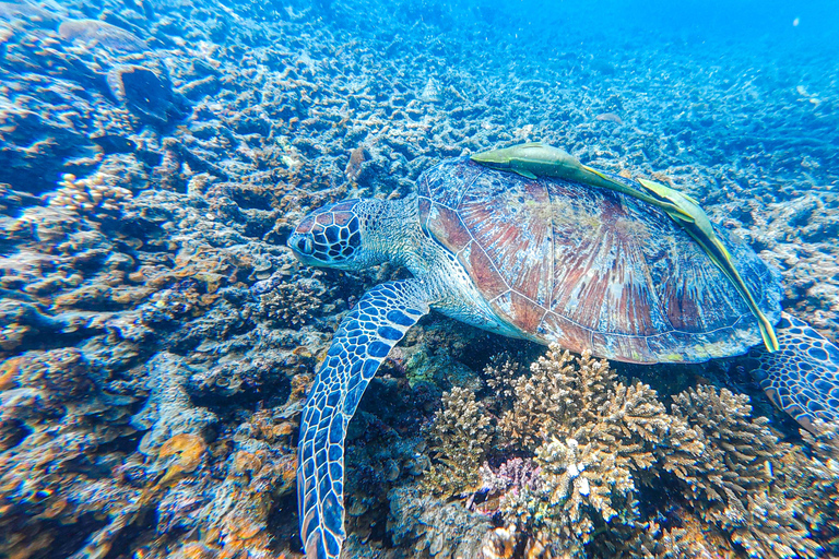 Koh Tao: Snorkel with Turtles at Nangyuan with Fewer Crowds