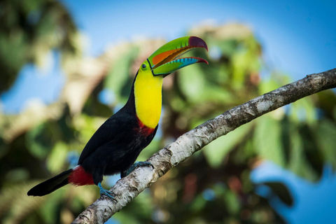 Parque Nacional de Carara: Melhor Tour Parque Nacional de Carara - Um dia