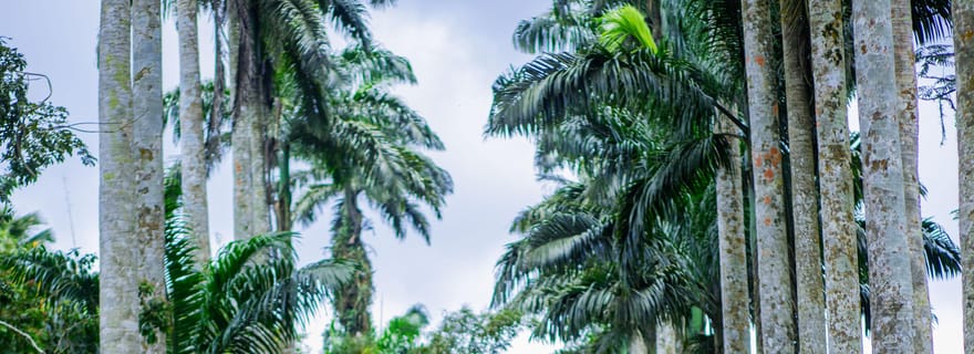 Découvrez les chutes jumelles de Boti, le rocher en forme de parapluie et le palmier à trois têtes.
