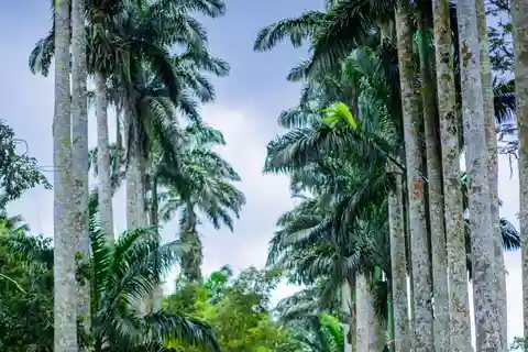 Experience Boti Twin Waterfalls, Umbrella Rock, 3H-Palm Tree