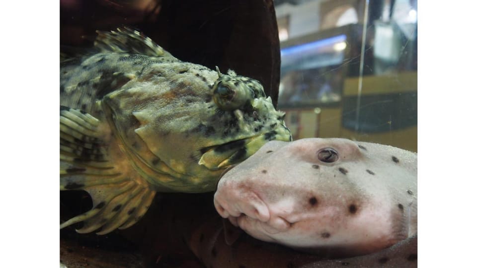 Los Angeles Heal The Bay Aquarium in Santa Monica GetYourGuide