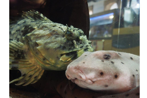 Los Angeles: Heal The Bay Aquarium i Santa Monica